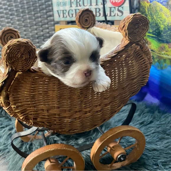 💕 Shorkies & Shih Tzu 💕 - Picture 12 of 14